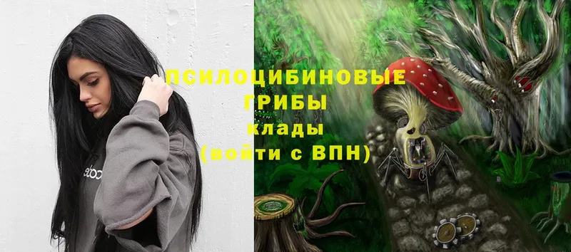 как найти   Родники  kraken сайт  Псилоцибиновые грибы Psilocybine cubensis 